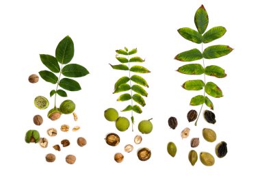 Leaves and fruit species of walnut family: Juglans regia (Persian, English walnut, common walnut), Juglans (eastern black) on white background. Top view, flat lay clipart