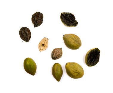 Juglans Cinerea (tereyağı veya beyaz ceviz) beyaz arka planda. Üst manzara, düz uzanma