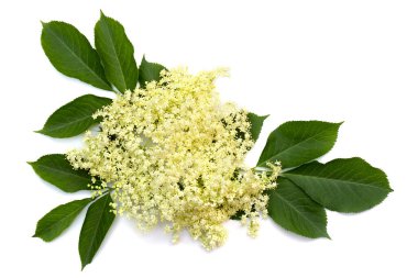 Beyaz arka planda çiçek açar ve yaşlı çiçek (Sambucus nigra) bırakır. Üst manzara, düz uzanma