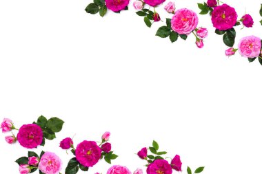 Beyaz arkaplan üzerinde pembe güller (fundalık gül) çerçevesi ve metin için boşluk. Üst manzara, düz uzanma