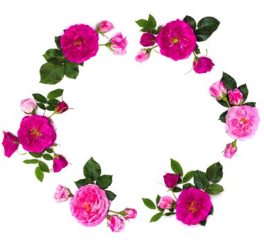 Beyaz arkaplan üzerinde pembe güller (fundalık gül) çerçevesi ve metin için boşluk. Üst manzara, düz uzanma