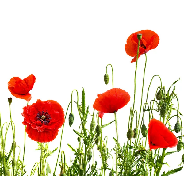 Red Poppies Binomial Name Papaver Rhoeas Common Names Common Poppy — Stock Photo, Image