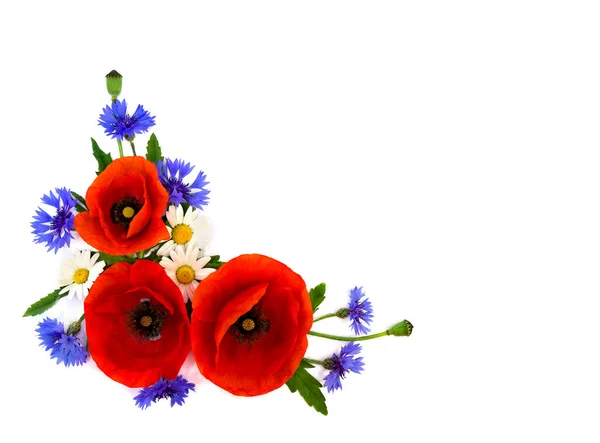 Червоні Маки Кукурудзяні Квіти Ромашки Білому Тлі Місцем Тексту Плоский — стокове фото