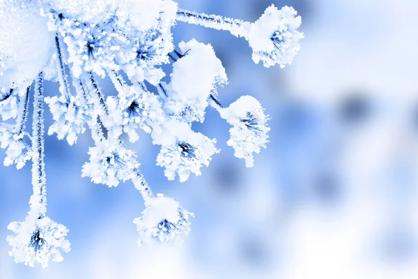 Bloemen Heracleum Winter Met Bevroren Ijskristallen Sneeuw — Stockfoto