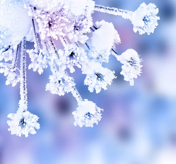 Bloemen Heracleum Winter Met Bevroren Ijskristallen Sneeuw — Stockfoto