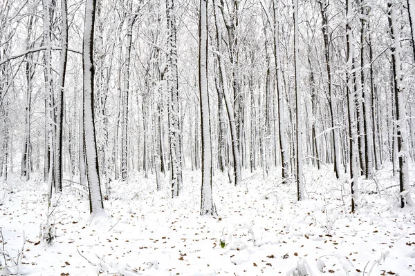 Bosque Roble Invierno Nieve Con Hojas Roble Nieve —  Fotos de Stock