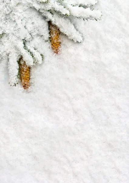 Christmas Decoration Branch Christmas Tree Cones Spruce Snow Top View — Stock Photo, Image