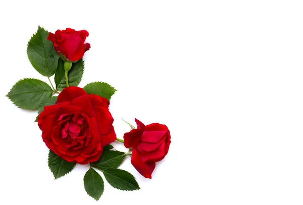 Rote Rosen Strauchrose Auf Weißem Hintergrund Mit Platz Für Text — Stockfoto