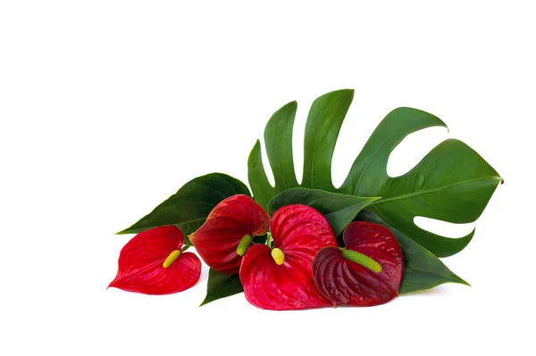 Ramillete Flores Rojas Tropicales Como Corazón Hojas Anthurium Tailflower Flamingo —  Fotos de Stock