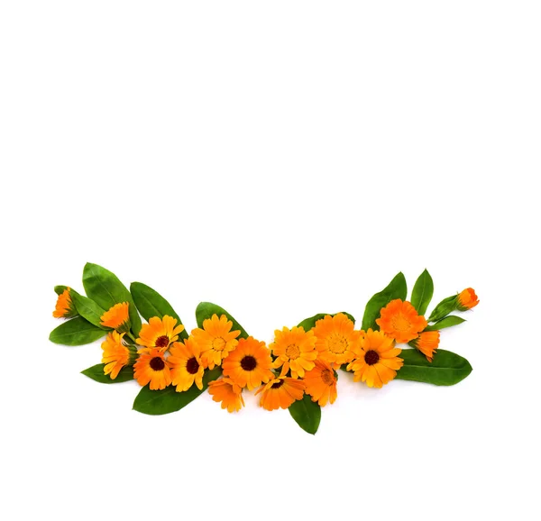 Λουλούδια Φύλλα Καλέντουλα Calendula Officinalis Pot Marigold Ruddles Garden Marigold — Φωτογραφία Αρχείου