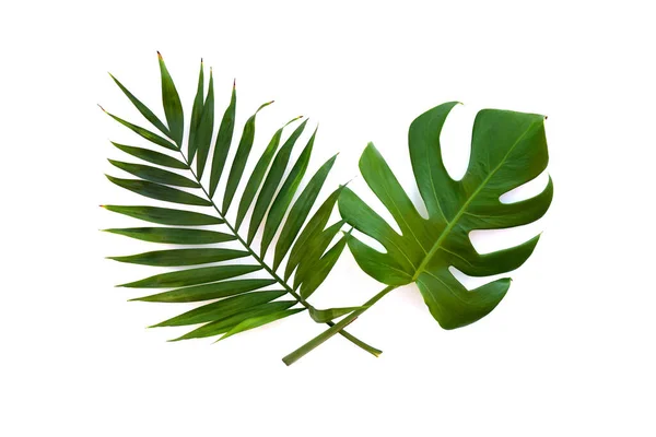 Tropische Bladeren Monstera Tak Palm Een Witte Achtergrond Met Ruimte — Stockfoto