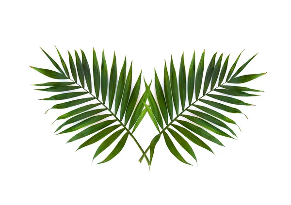 Frunzele Tropicale Palmier Fundal Alb Spațiu Pentru Text Vedere Sus — Fotografie, imagine de stoc