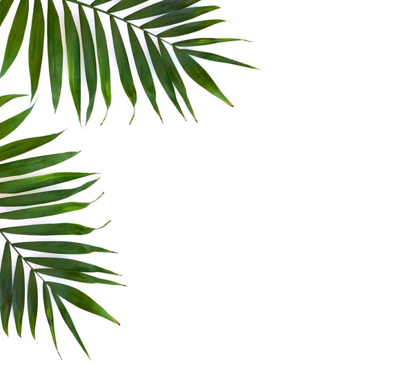Tropikalne Liście Palmy Białym Tle Miejscem Tekst Widok Góry Płaski — Zdjęcie stockowe