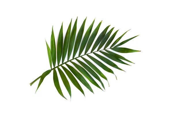 Palmier Frunze Tropicale Fundal Alb Spațiu Pentru Text Vedere Sus — Fotografie, imagine de stoc