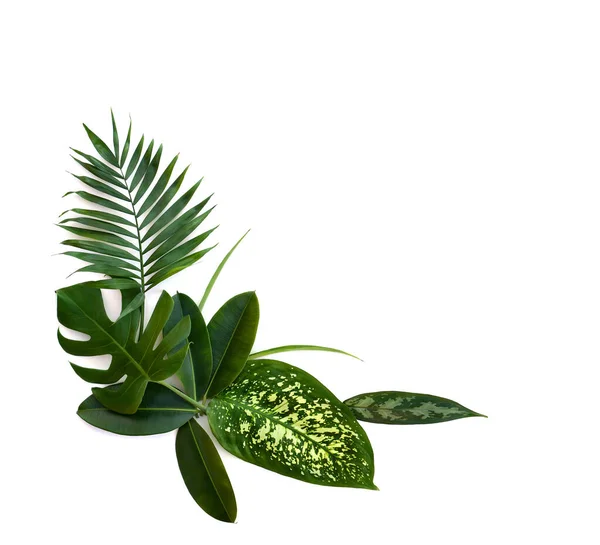 Csokor Trópusi Levelek Monstera Dieffenbachia Tenyér Ficus Benjamina Fehér Alapon — Stock Fotó