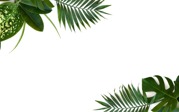 Buquê Folhas Tropicais Monstera Dieffenbachia Ramo Palmeira Ficus Benjamina Fundo — Fotografia de Stock