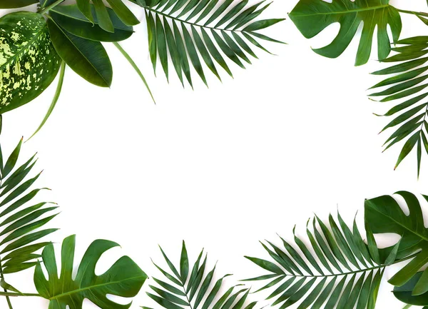 Bukiet Liści Tropikalnych Monstera Dieffenbachia Palma Gałęziowa Ficus Benjamina Białym — Zdjęcie stockowe
