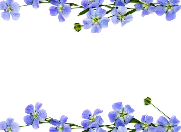 Cadre Fleurs Capsule Avec Graines Lin Linum Usitatissimum Noms Communs — Photo