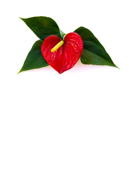 Kalp olarak tropikal kırmızı çiçek ve yazı için boşluk olan beyaz bir arkaplanda Anthurium 'u (kuyruk çiçeği, flamingo çiçeği, laceleaf) bırakır