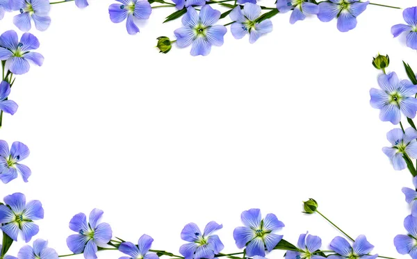 Cadre Fleurs Capsule Avec Graines Lin Linum Usitatissimum Noms Communs — Photo