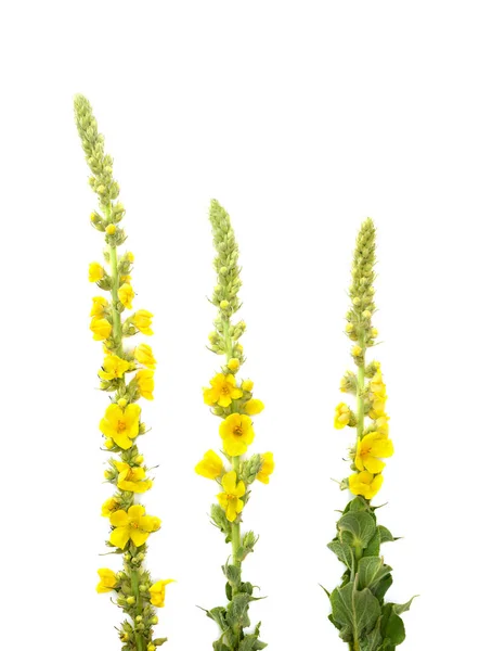 Blommande Verbascum Thapsus Stor Mullein Vanlig Mullein Vit Bakgrund Ovanifrån — Stockfoto