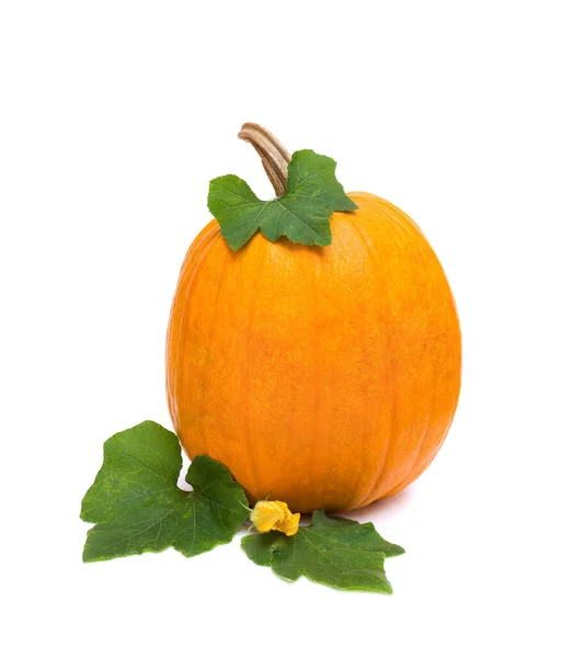 Zucca Gialla Con Foglie Fiori Sfondo Bianco Con Spazio Testo — Foto Stock