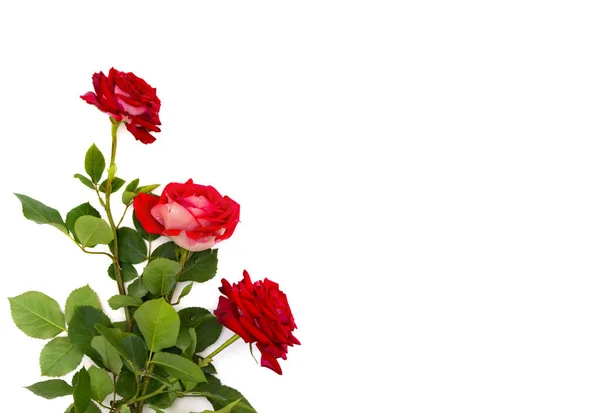 Buquê Rosas Vermelhas Fundo Branco Com Espaço Para Texto — Fotografia de Stock