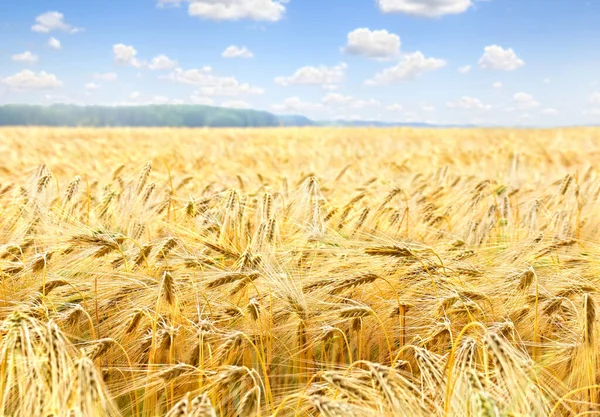 Fältkorn Period Skörd Bakgrunden Molnig Himmel — Stockfoto