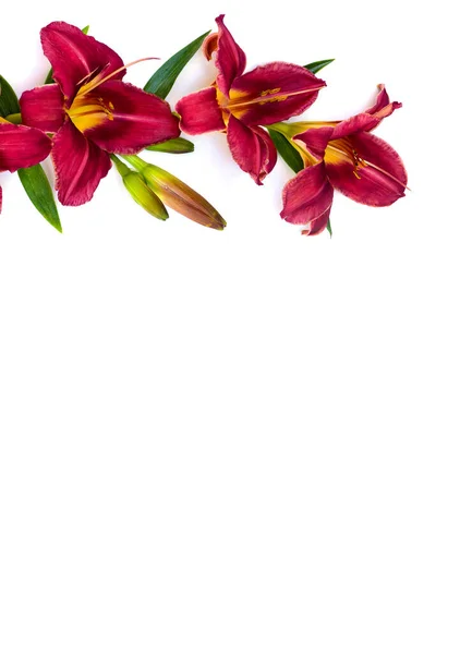 Květiny Den Červená Magie Bílém Pozadí Prostorem Pro Text Pohled — Stock fotografie