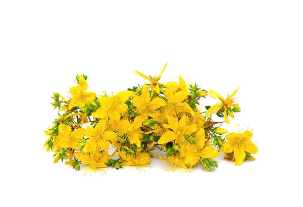 Beyaz arka planda çiçek açan tutsan (Hypericum perforatum veya St John 's wort)