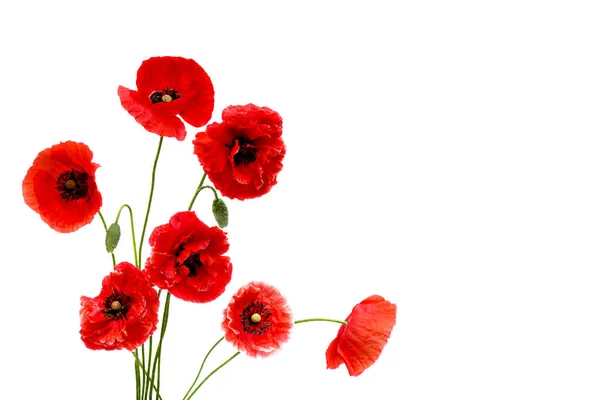 Kırmızı gelincikler (binom adı: Papaver rhoeas), (yaygın adı: mısır haşhaşı, mısır gülü, tarla gelinciği, Flanders gelinciği, beyaz arka planda kırmızı ot ve metin için alan