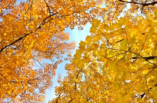 Φθινοπωρινό Χρυσό Δέντρο Κορυφές Βελανιδιά Στο Φθινόπωρο Του Δάσους — Φωτογραφία Αρχείου