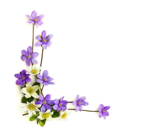 Çiçeklerin hepatikası (karaciğer yaprağı veya karaciğer otu) ve anemon (Anemone nemorosa, ahşap anemon, rüzgâr çiçeği, yüksük otu) beyaz bir arka planda yazı için boşluk bırakır. Üst manzara, düz uzanma