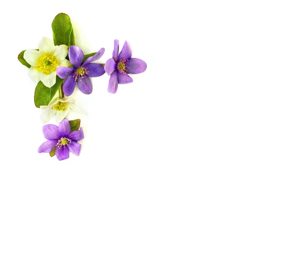 Blommor Hepatica Liverleaf Eller Liverwort Och Anemon Anemone Nemorosa Vitsippor — Stockfoto