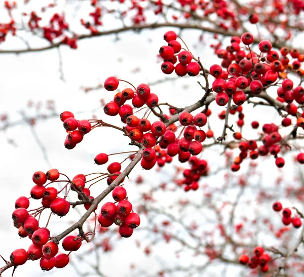 Bagas Espinheiro Vermelho Outono Crataegus Rhipidophylla Jardim — Fotografia de Stock