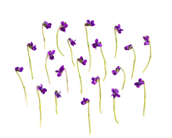 Flores Viola Sororia Nombres Comunes Pradera Común Violeta Flor Lesbiana —  Fotos de Stock