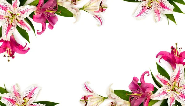 Cadre Lis Lily Dizzy Lis Roses Sur Fond Blanc Avec — Photo