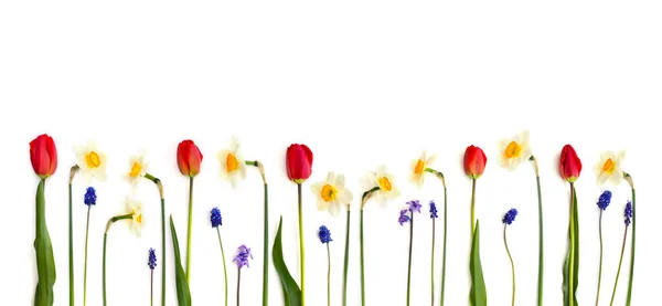 Túlipas Vermelhas Narcisos Jacintos Muscari Sobre Fundo Branco Vista Superior — Fotografia de Stock