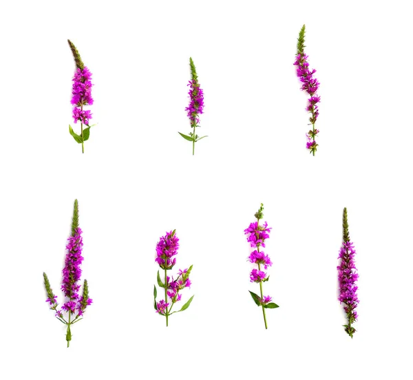 Fiori Campo Lythrum Salicaria Salgueirinha Erva Carapau Salicaria Salgueirinha Roxa — Foto Stock