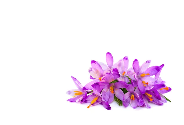 白色背景上的紫罗兰番红花 Crocus Vernus — 图库照片
