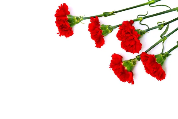 Ramo Claveles Rojos Dianthus Caryophyllus Sobre Fondo Blanco Con Espacio —  Fotos de Stock