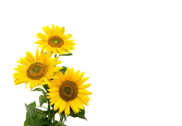 Blumen Sonnenblume Auf Weißem Hintergrund Mit Platz Für Text — Stockfoto