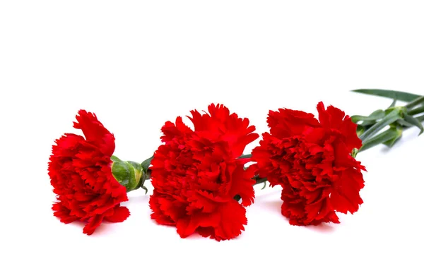 Beyaz zemin üzerinde kırmızı karanfil (Dianthus caryophyllus) buketi ve metin için boşluk