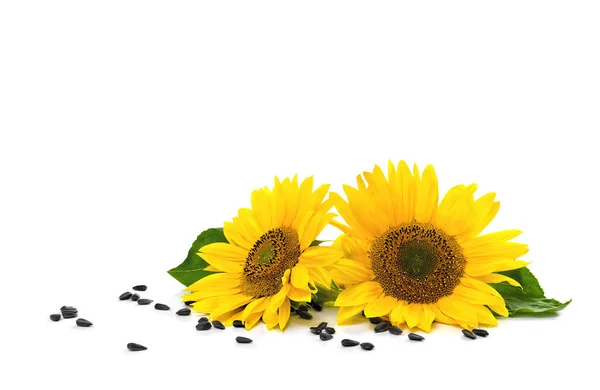 Blumen Und Sonnenblumensamen Auf Weißem Hintergrund Mit Platz Für Text — Stockfoto