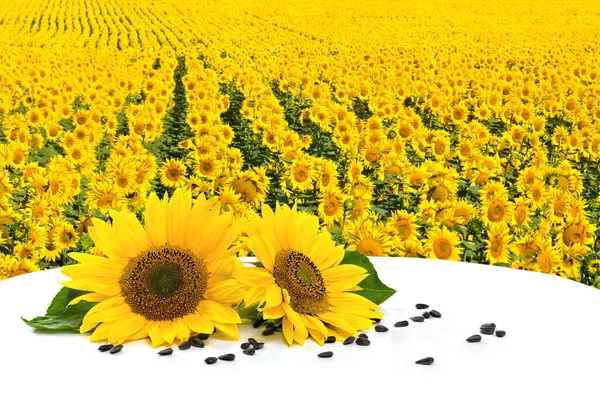 Blumen Und Samen Von Sonnenblumen Auf Weißem Tisch Auf Hintergrund — Stockfoto