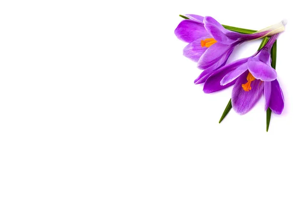 白い背景に紫色のクロッカス Crocus Verus の花束をテキストのためのスペースで トップビュー フラットレイアウト — ストック写真