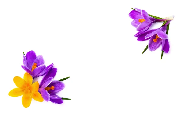 一束紫色和黄色的番红花 Crocus Vernus 白色背景 有文字空间 — 图库照片