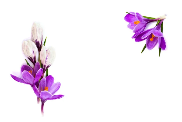 一束紫色和白色的番红花 Crocus Vernus 背景为白色 有文字空间 — 图库照片