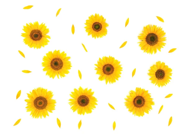 Kwiaty Płatki Słonecznika Helianthus Annuus Białym Tle Tekstura Płaskie Ułożenie — Zdjęcie stockowe