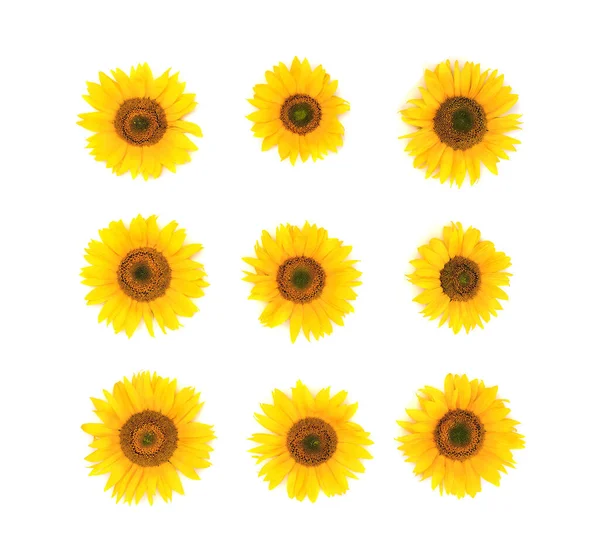 Yellow Flowers Sunflower Helianthus Annuus White Background Texture Flat Lay — Stock Photo, Image